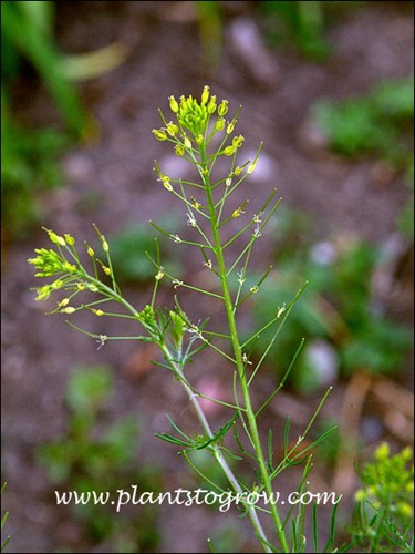 Flowers at the top, seed pods forming at the bottom.
